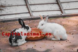 Jaulas para conejos belier Inconvenientes y Ventajas