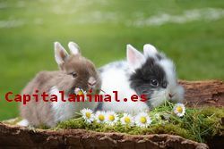 Listado de juguetes para conejos para comprar por internet