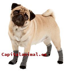 calcetines para perros baratos