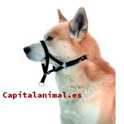 Los mejores collares de cuero para perros Online