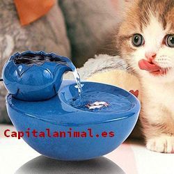 fuentes de agua para gatos baratos