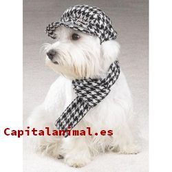 Gorras para perros ❤️ Mejores alternativas online
