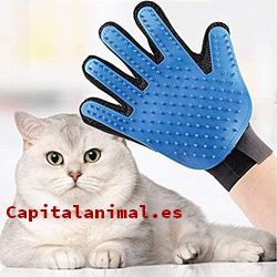 guantes para gatos baratos