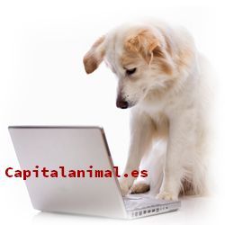 Opiniones y comentarios de piensos para perros canagan para adquirir por Internet